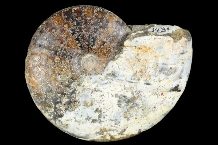 Ammonite (Beudanticeras) Fossil - Canada #180827